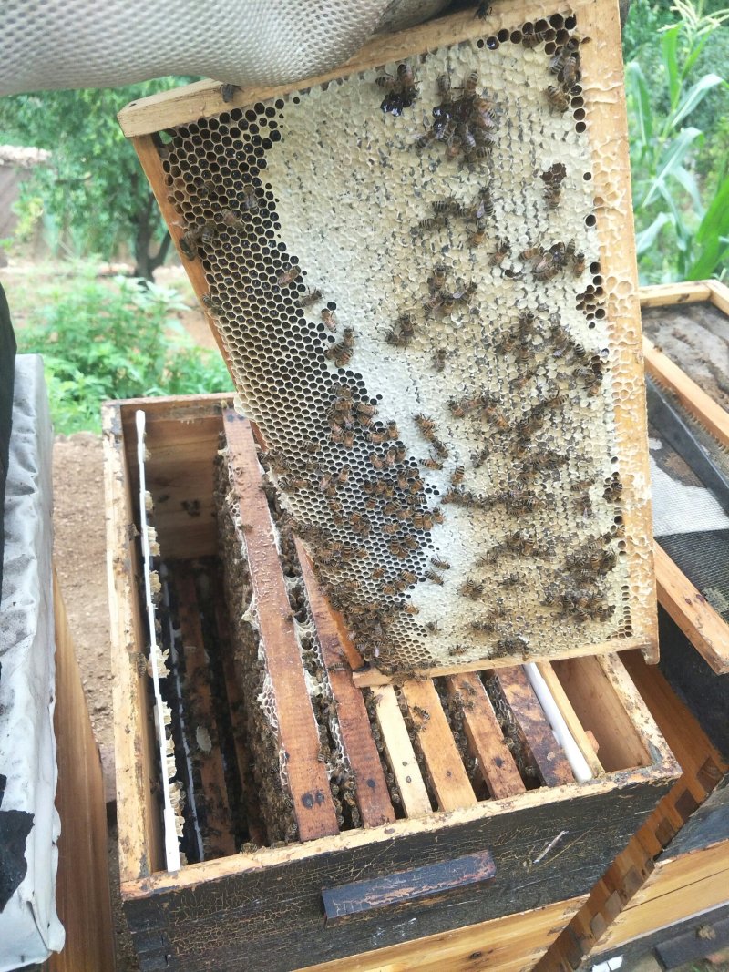 荆条蜂蜜