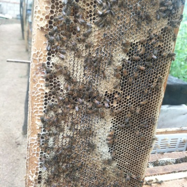 葫芦岛荆条蜂蜜