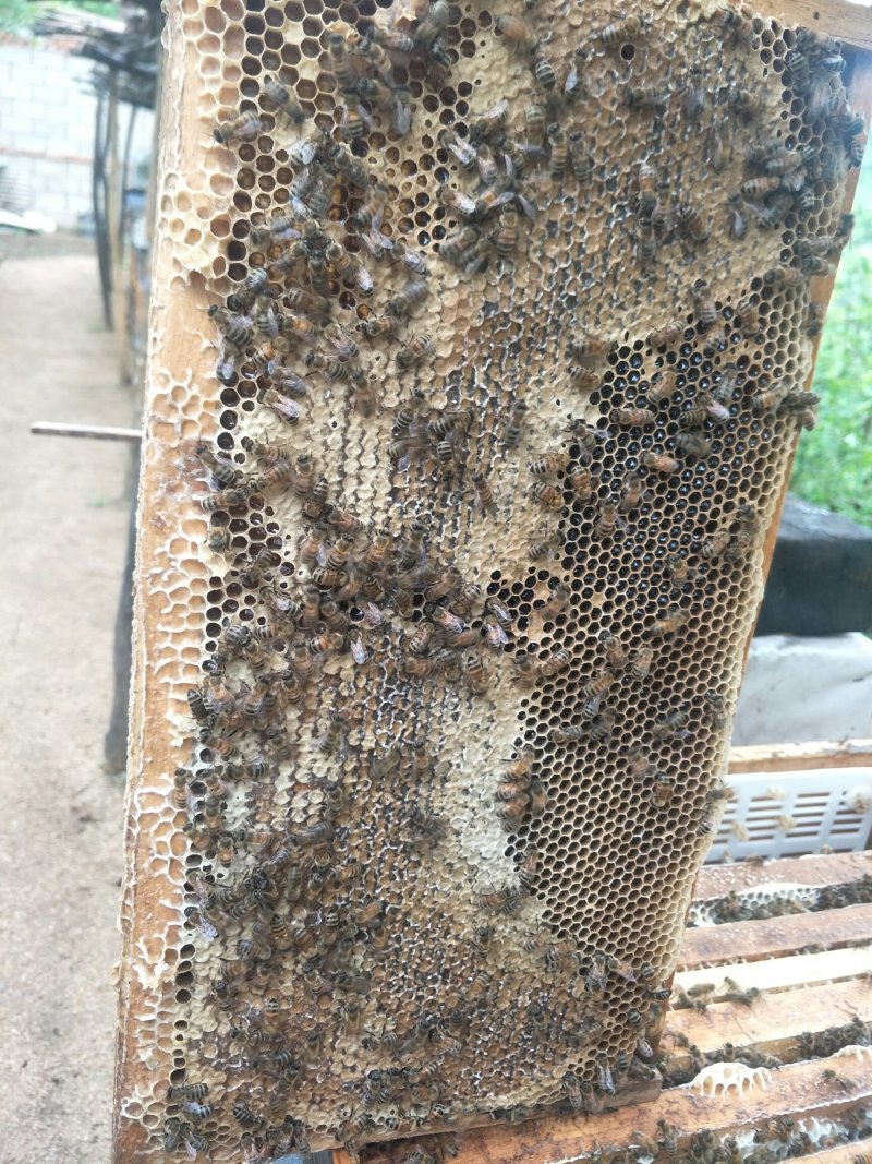 葫芦岛荆条蜂蜜