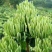 金银花出售金银花茶五彩花药厂花色青花米花
