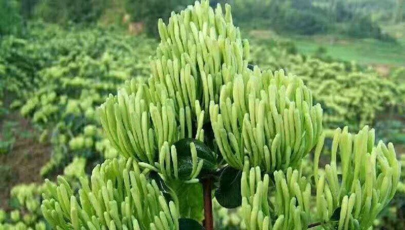 金银花出售金银花茶五彩花药厂花色青花米花