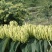 金银花出售金银花茶五彩花药厂花色青花米花