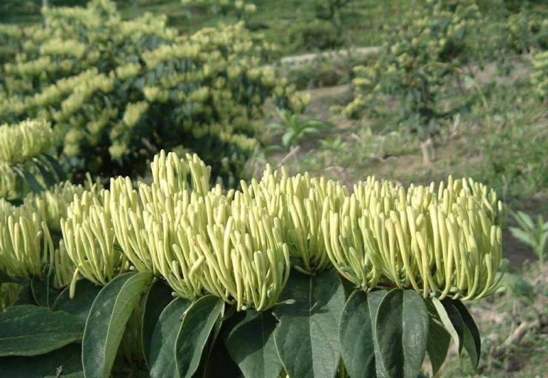 金银花出售金银花茶五彩花药厂花色青花米花