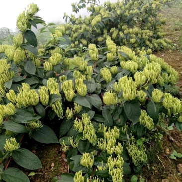 金银花出售金银花茶五彩花药厂花色青花米花