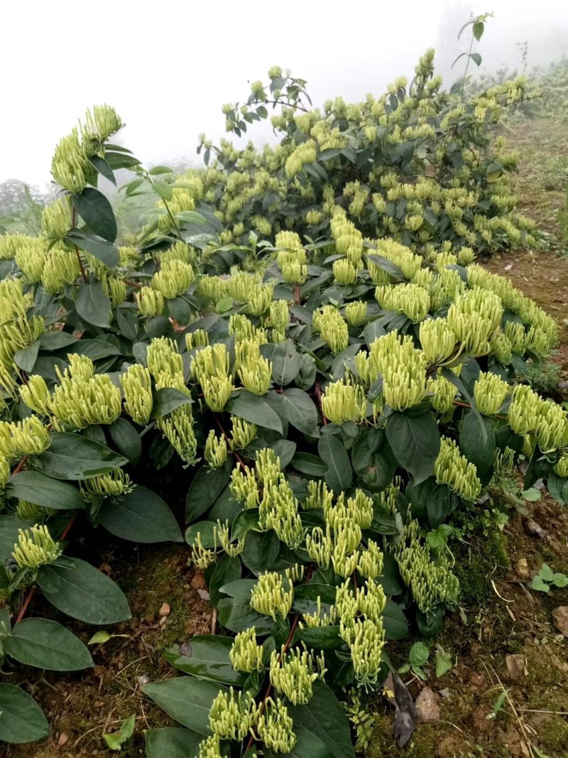 金银花出售金银花茶五彩花药厂花色青花米花