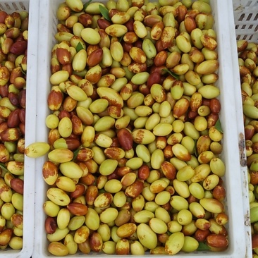 特级优质马牙枣产地直供质量佳货源充足口感好！