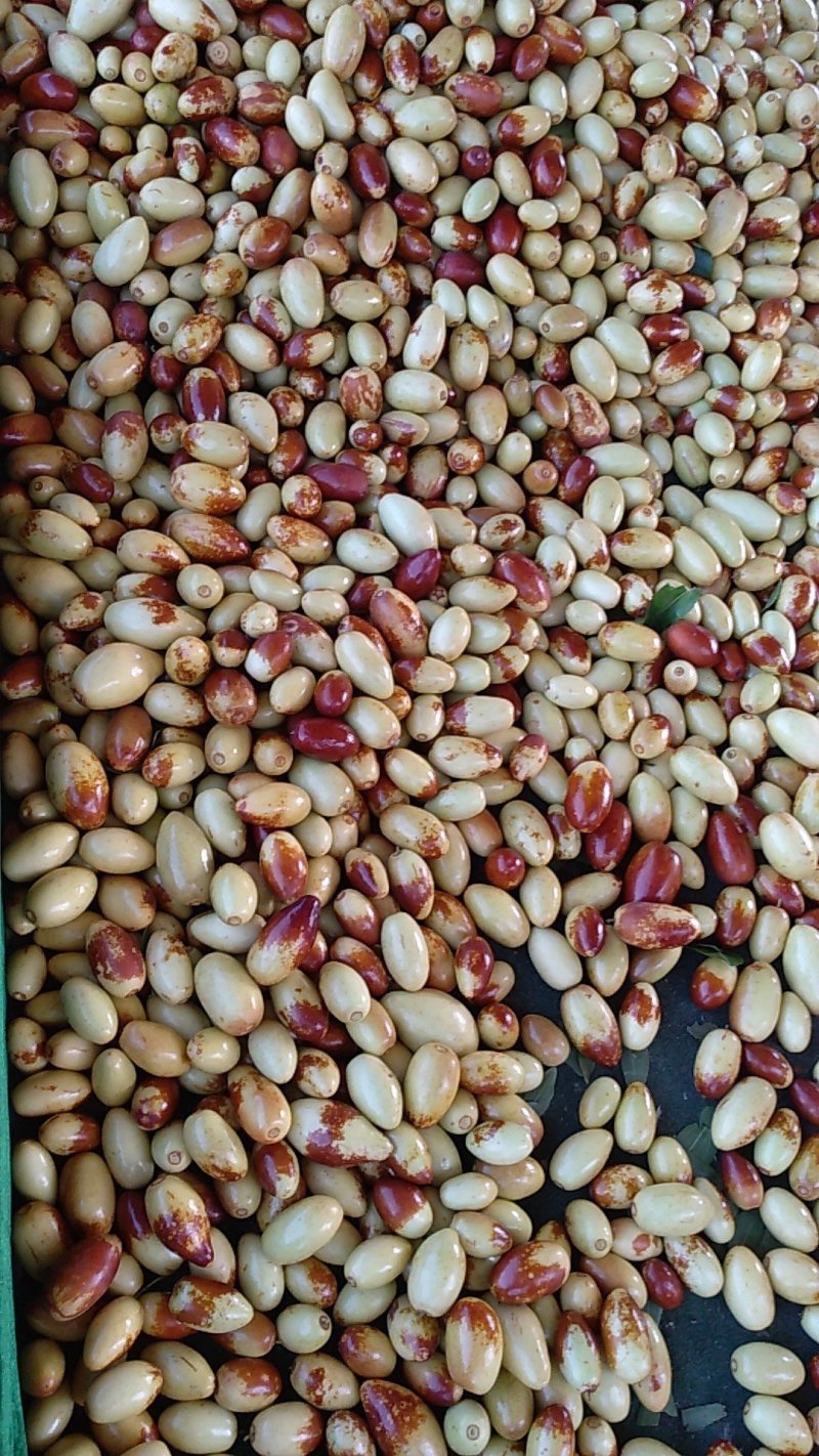 特级优质马牙枣产地直供质量佳货源充足口感好！