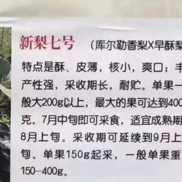 脆甜新梨七号