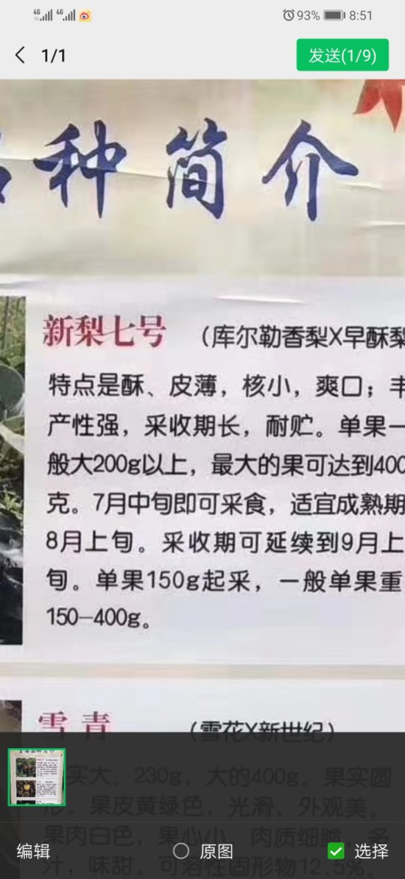 脆甜新梨七号