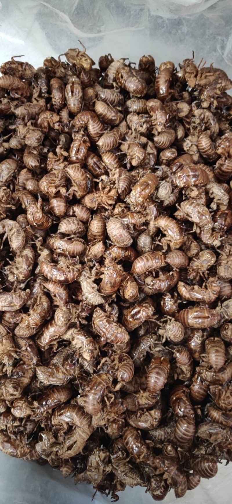 【精品】蝉蜕统货，产地直供，可视频看货，量大从优