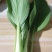 青菜油菜10~15cm大量供应欢迎来电咨询采购