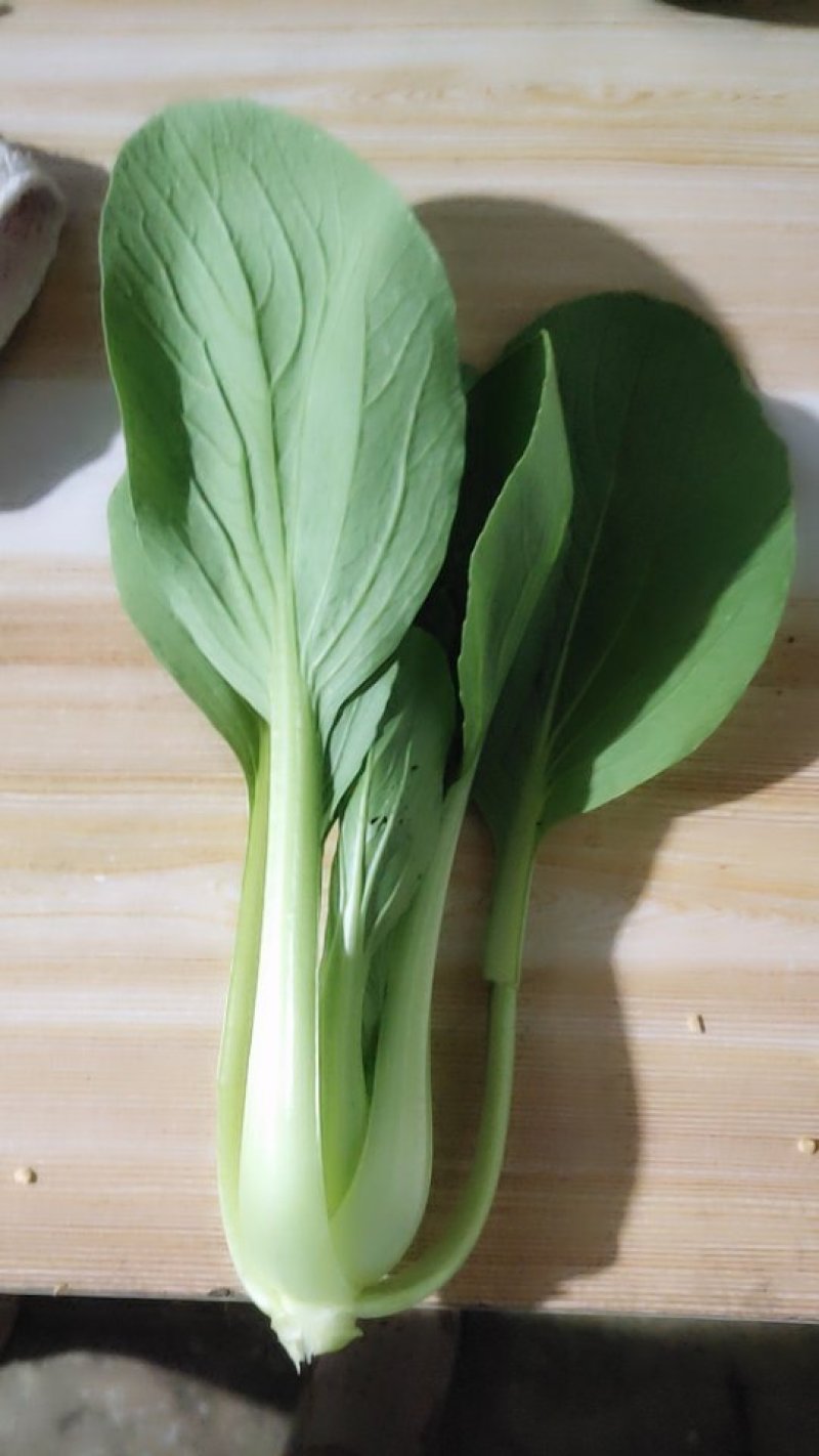 青菜油菜10~15cm大量供应欢迎来电咨询采购