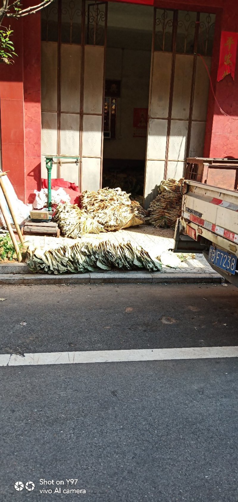 荷叶