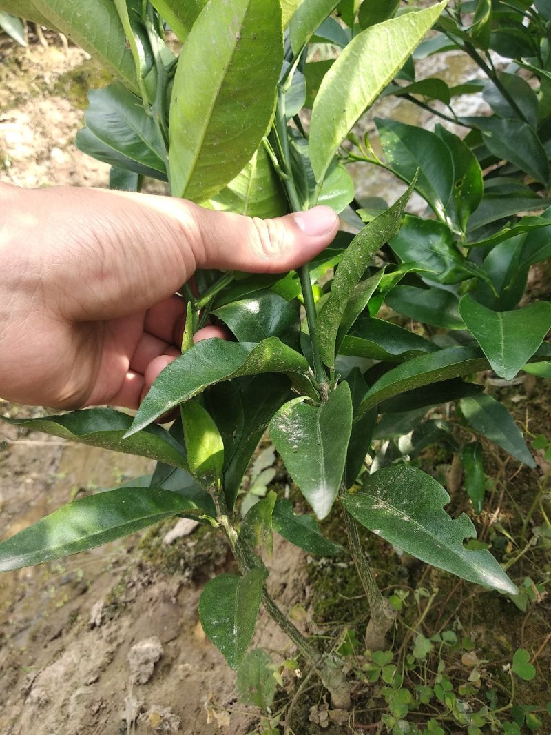 091无核沃柑苗、基地直销品质保证。欢迎各位老板来电咨询