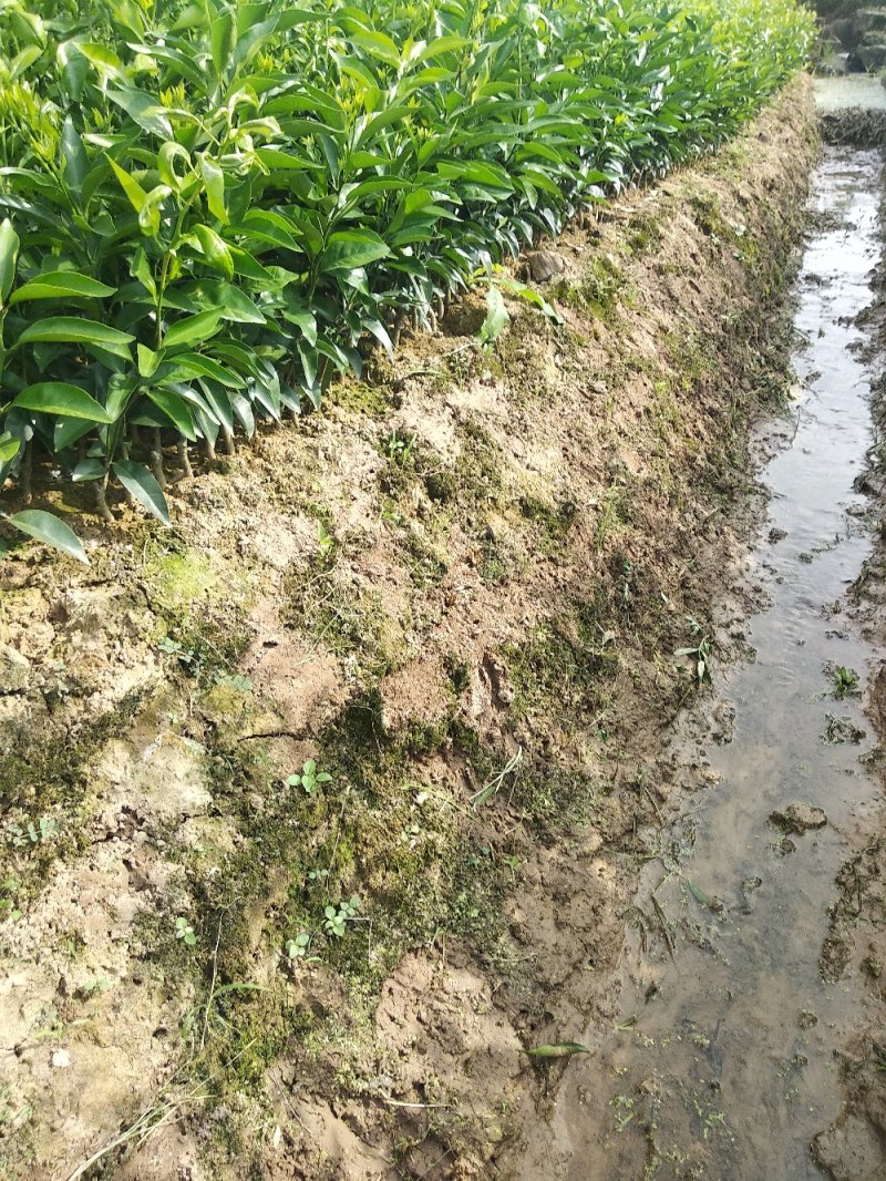091无核沃柑苗、基地直销品质保证。欢迎各位老板来电咨询