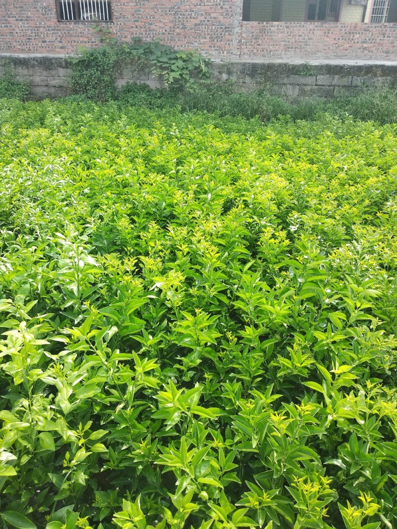 091无核沃柑苗、基地直销品质保证。欢迎各位老板来电咨询
