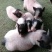 藏香猪，巴马香猪，从江香猪，种香猪，小香猪，肉猪，