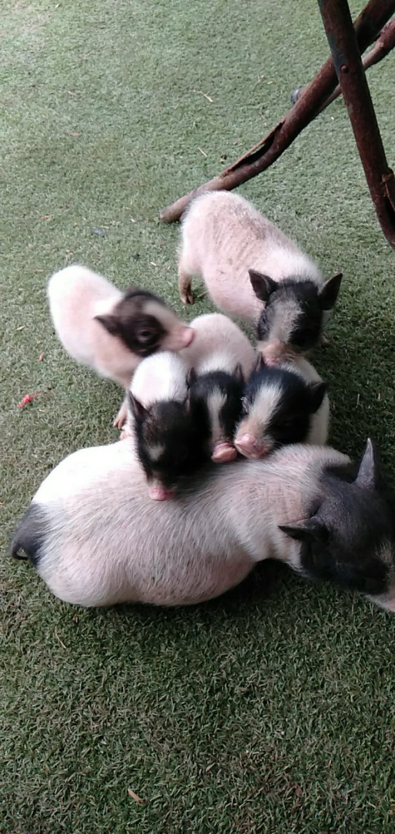 藏香猪，巴马香猪，从江香猪，种香猪，小香猪，肉猪，