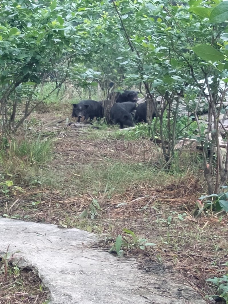藏香猪，巴马香猪，从江香猪，种香猪，小香猪，肉猪，