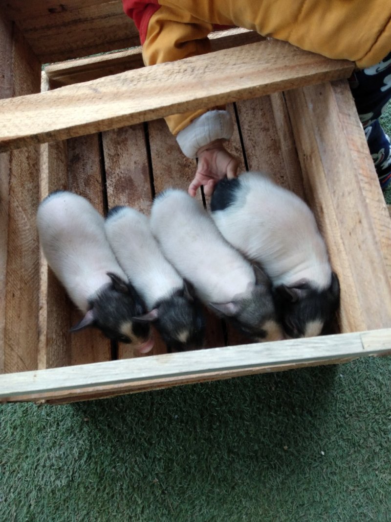 藏香猪，巴马香猪，从江香猪，种香猪，小香猪，肉猪，