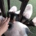 藏香猪，巴马香猪，从江香猪，种香猪，小香猪，肉猪，