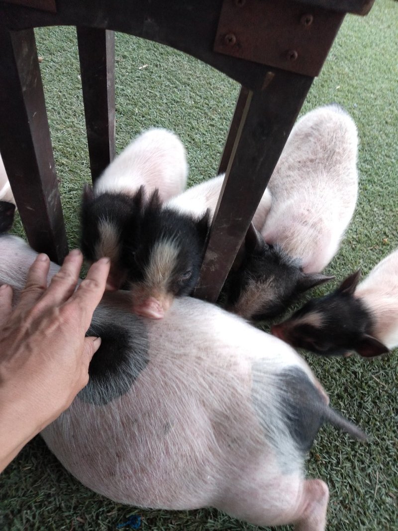 藏香猪，巴马香猪，从江香猪，种香猪，小香猪，肉猪，