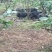 藏香猪，巴马香猪，从江香猪，种香猪，小香猪，肉猪，