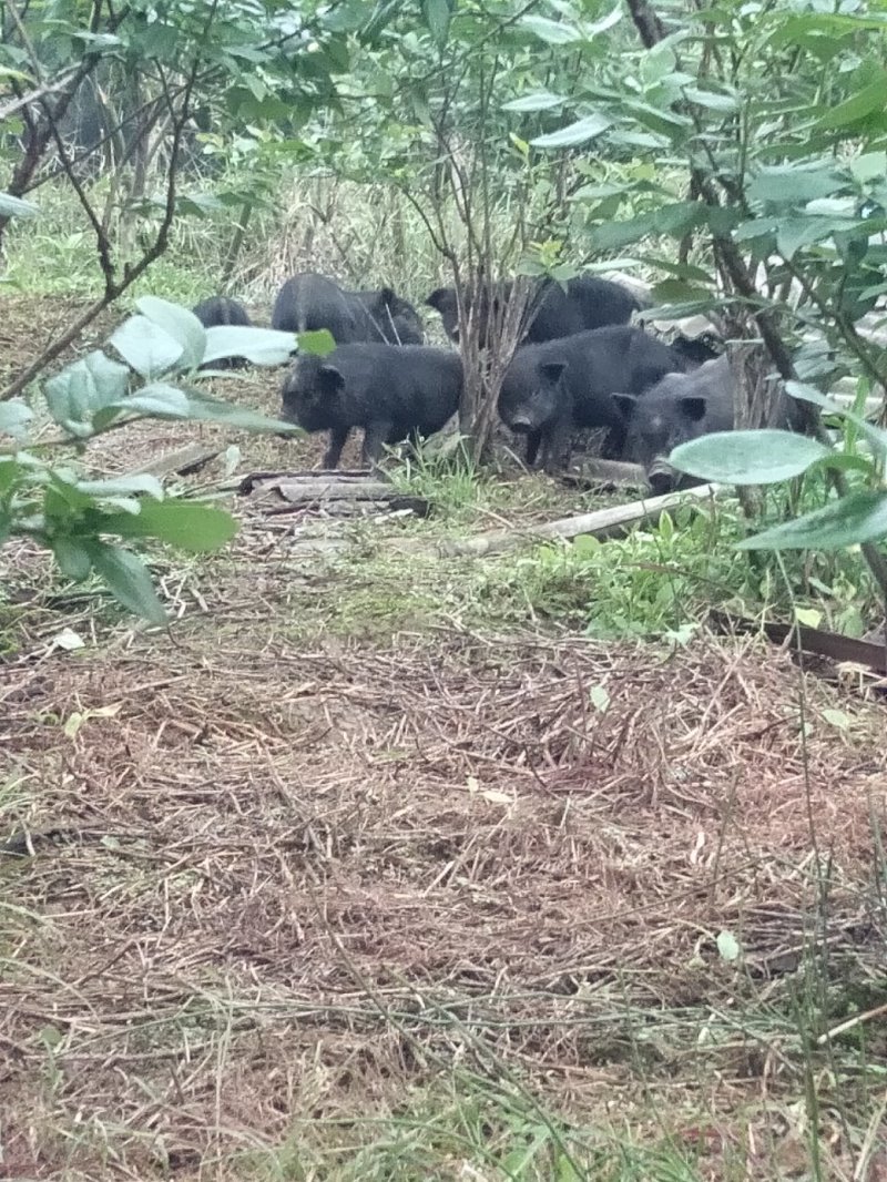 藏香猪，巴马香猪，从江香猪，种香猪，小香猪，肉猪，