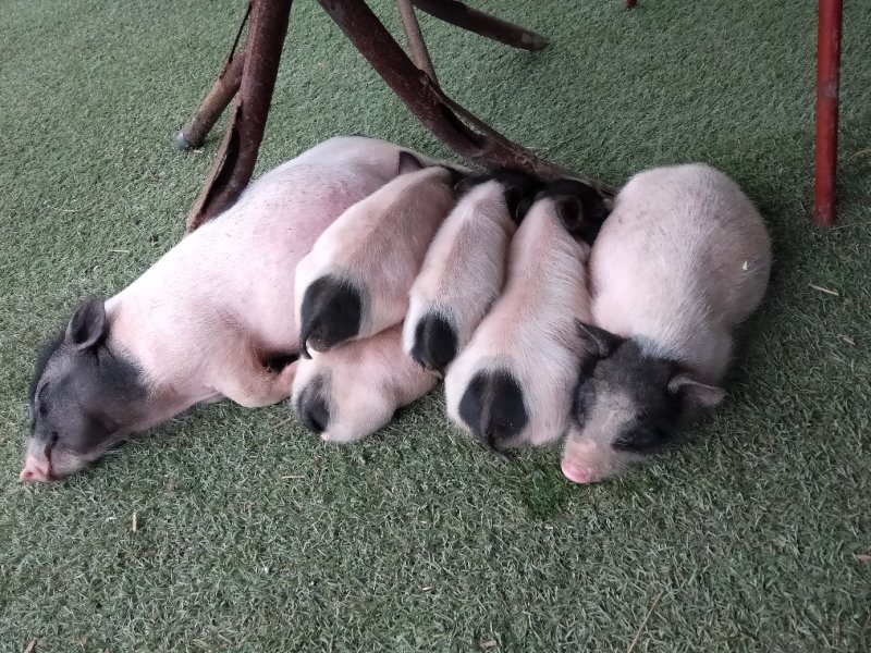 藏香猪，巴马香猪，从江香猪，种香猪，小香猪，肉猪，