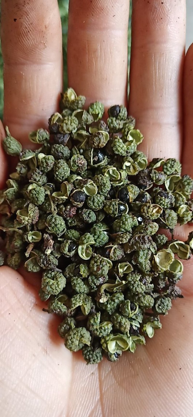青花椒，大量接单中。