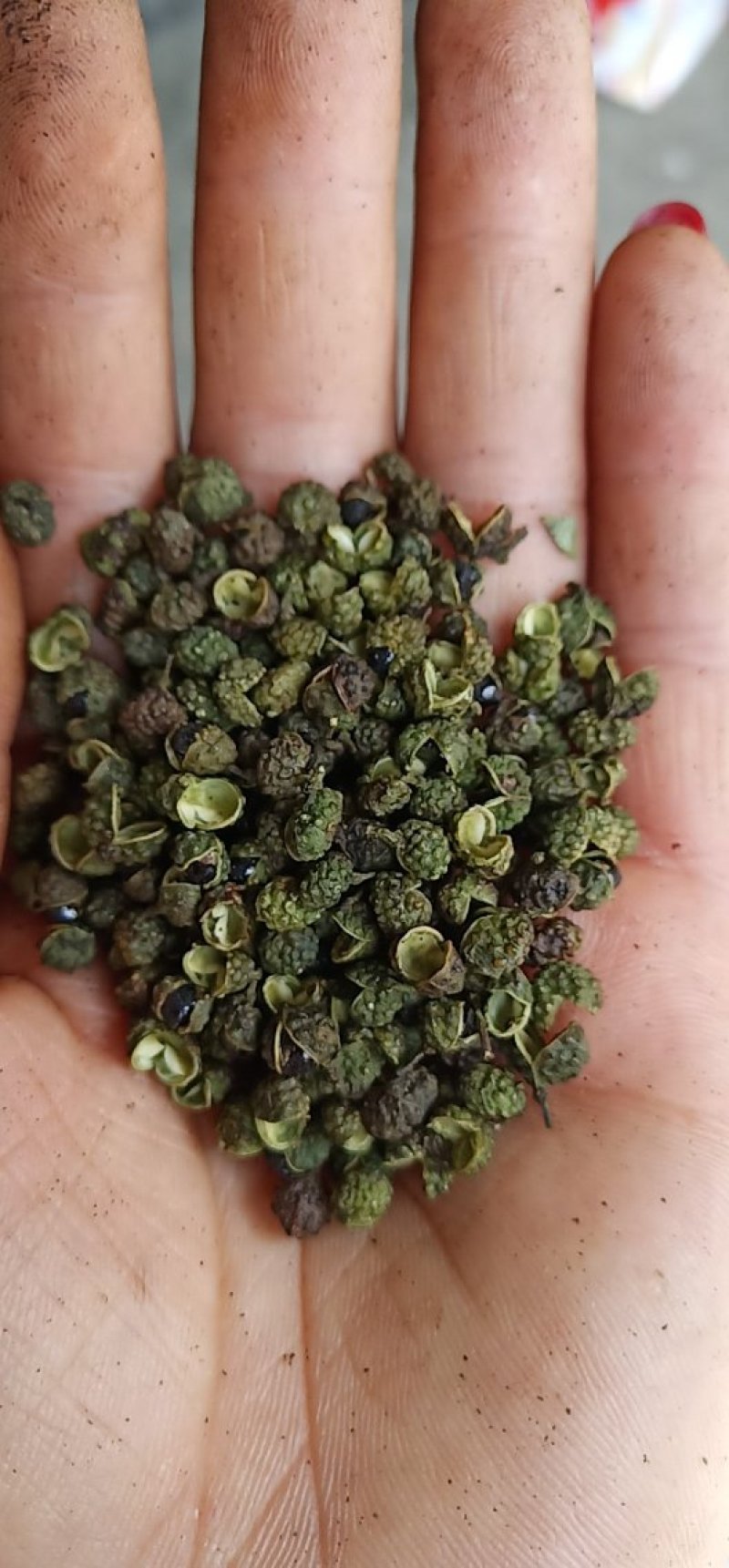 青花椒，大量接单中。