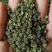 青花椒，大量接单中。