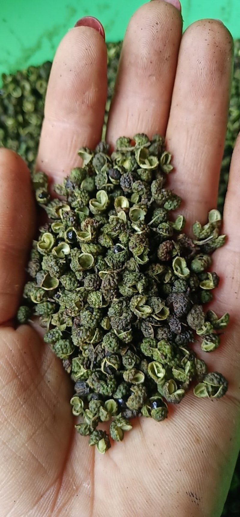 青花椒，大量接单中。