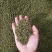 青花椒，大量接单中。