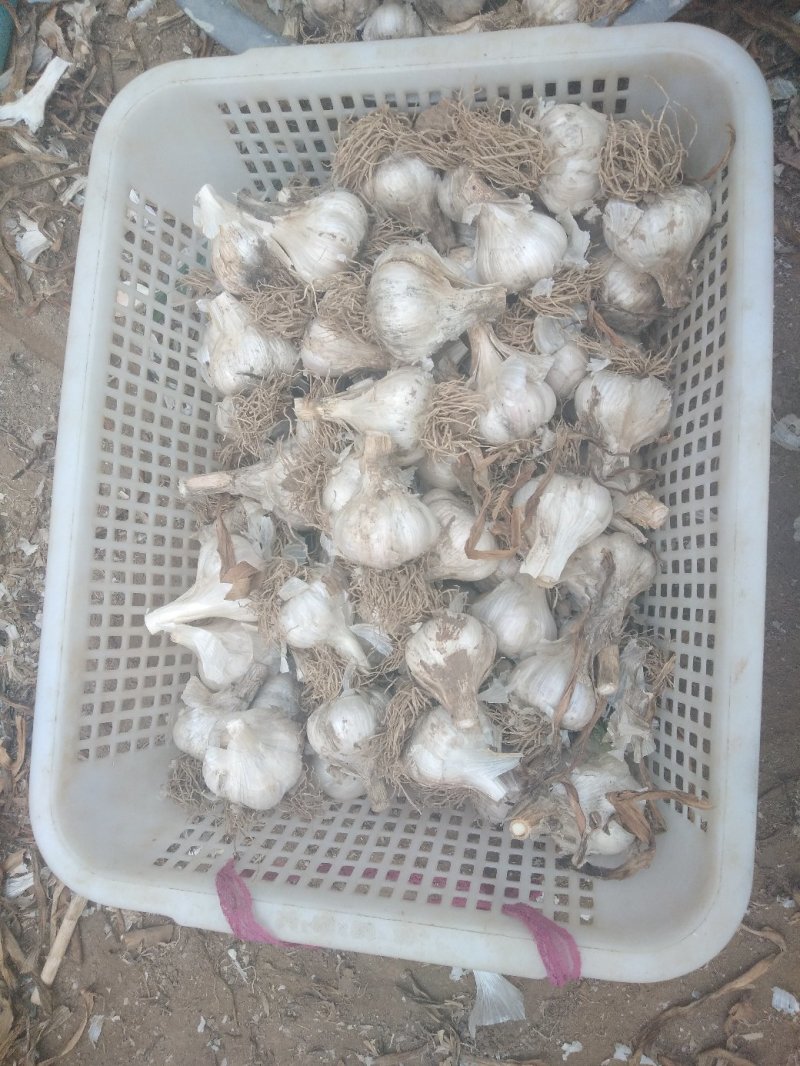 大量供应干蒜头