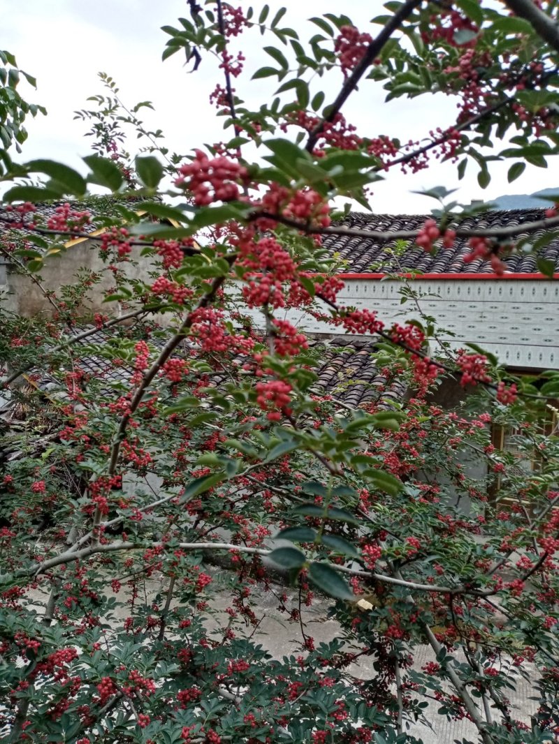 汉源花椒，远近闻名。以前是进皇宫的产品，贡椒由此而来。