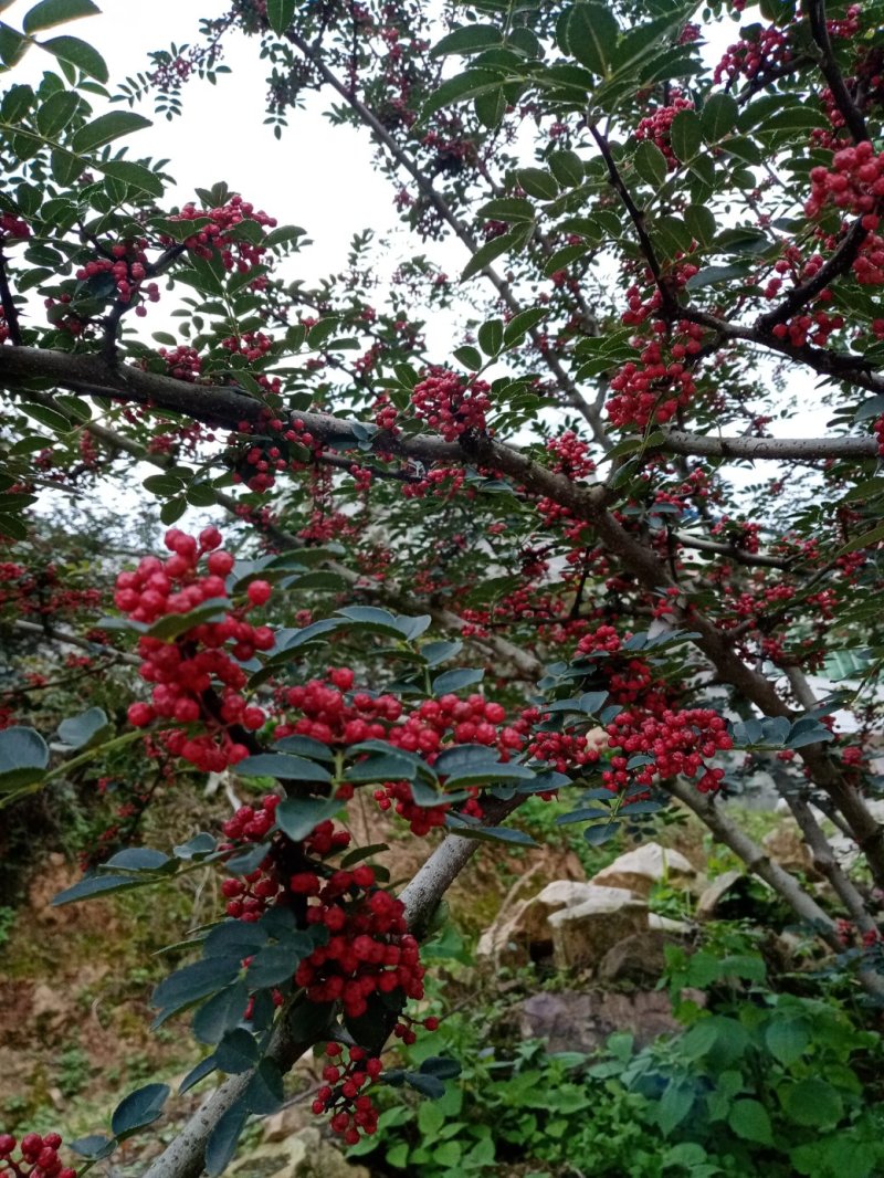 汉源花椒，远近闻名。以前是进皇宫的产品，贡椒由此而来。
