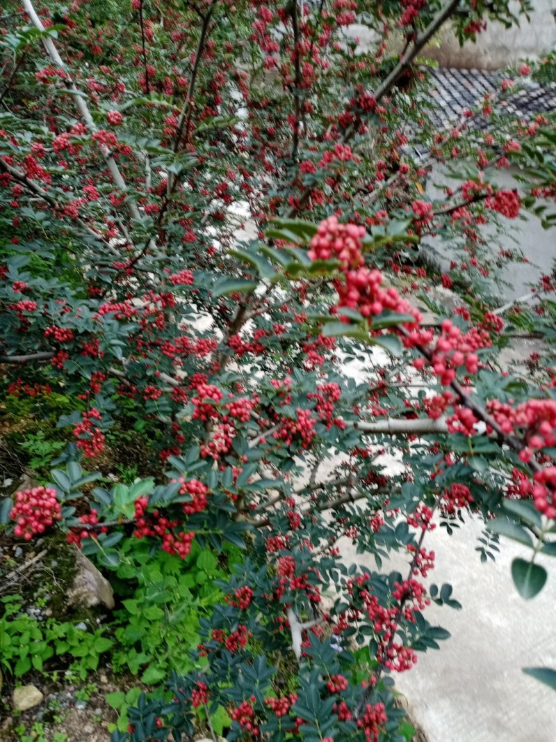 汉源花椒，远近闻名。以前是进皇宫的产品，贡椒由此而来。