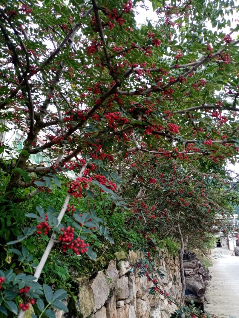 汉源花椒，远近闻名。以前是进皇宫的产品，贡椒由此而来。