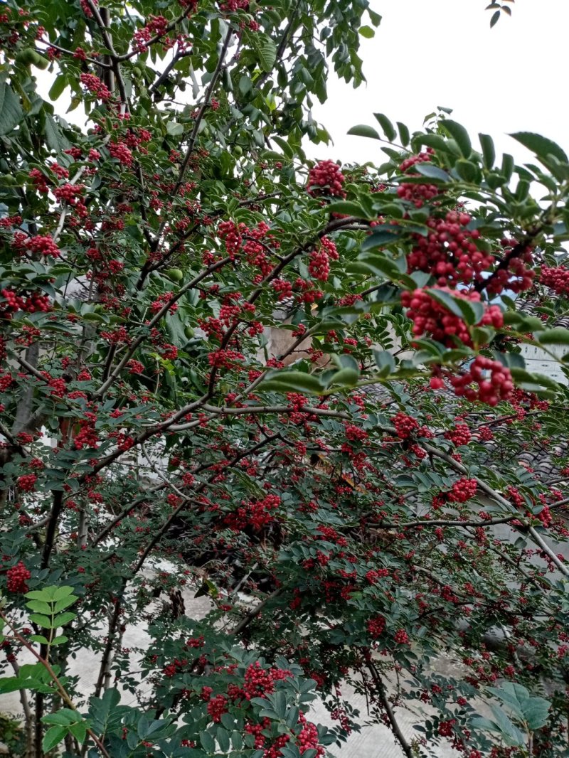 汉源花椒，远近闻名。以前是进皇宫的产品，贡椒由此而来。