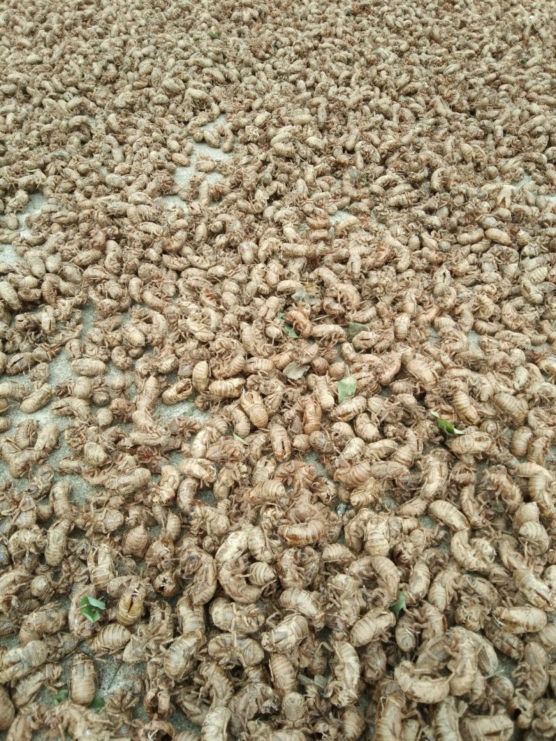 蝉蜕，大山当地自产自销含量达标大家好，我来自陕西省咸阳市