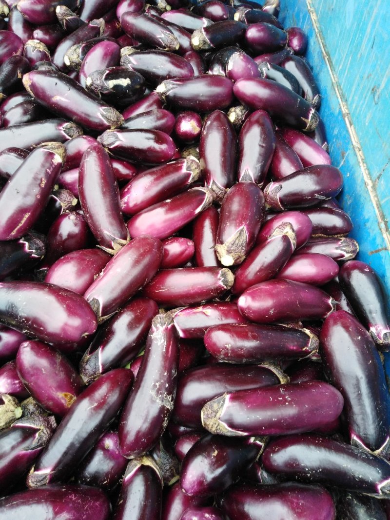 长茄子🍆红灌三三五，红气球