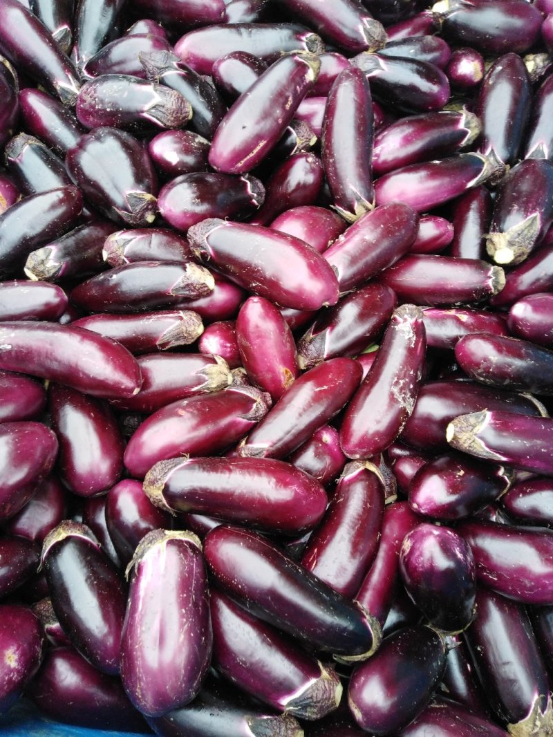 长茄子🍆红灌三三五，红气球