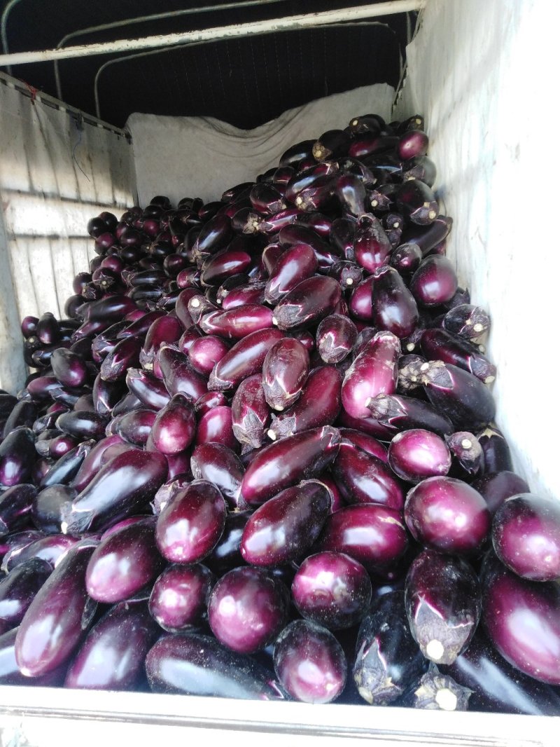 长茄子🍆红灌三三五，红气球