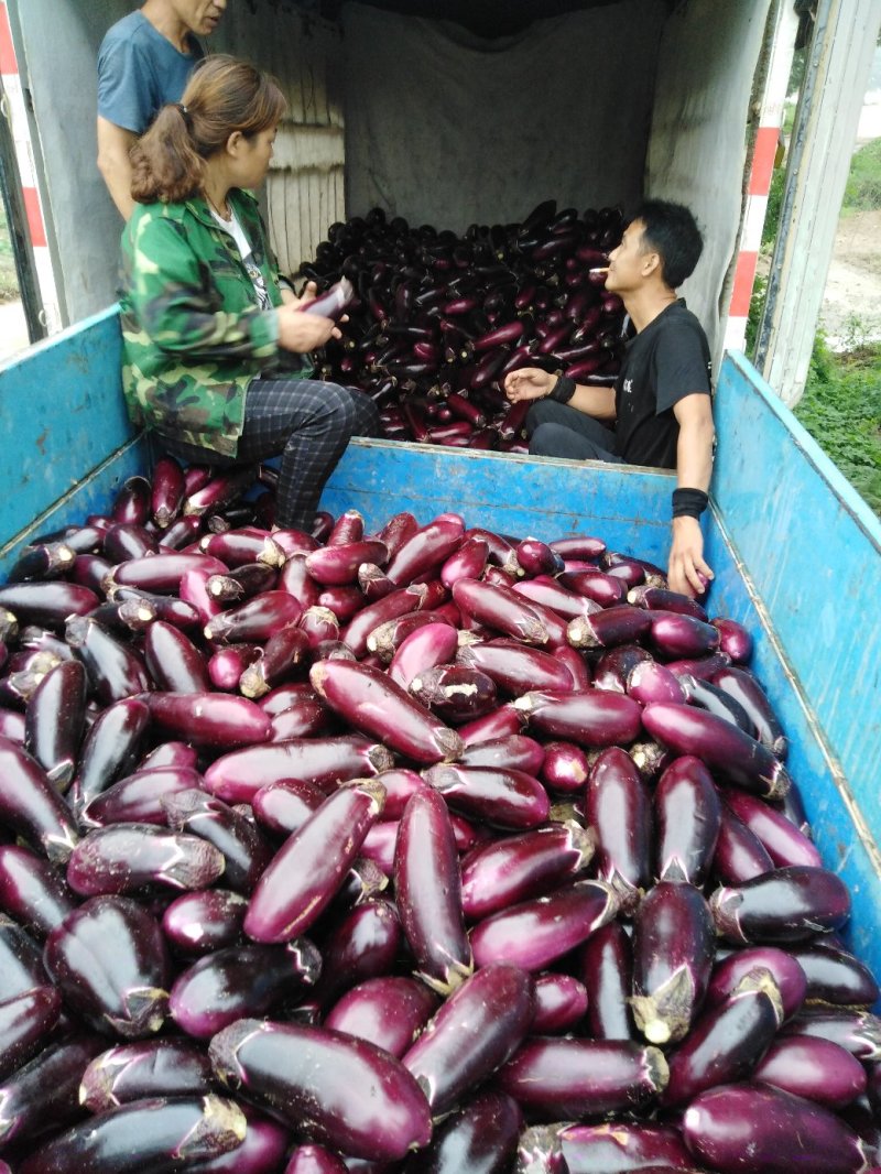 长茄子🍆红灌三三五，红气球