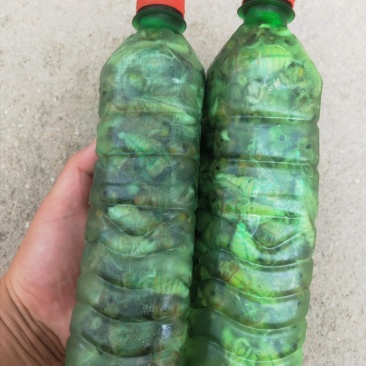 香椿树下的野生金蝉，对接全国，大量供应，美味