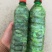 香椿树下的野生金蝉，对接全国，大量供应，美味