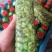 香椿树下的野生金蝉，对接全国，大量供应，美味