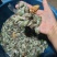 香椿树下的野生金蝉，对接全国，大量供应，美味