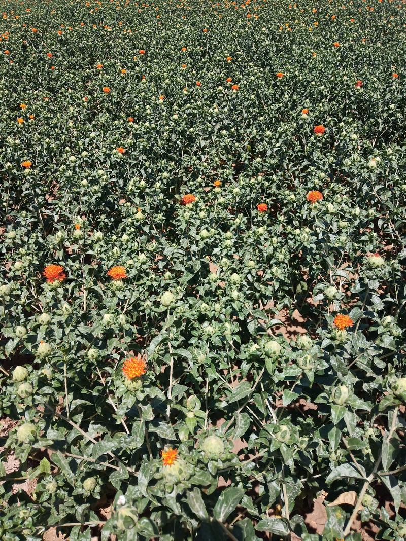 红花籽，山东菏泽产地红花直销，质量有保障